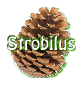 Strobilus